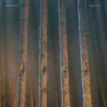 Skepticism – Companion Skepticism - Companion - Cover